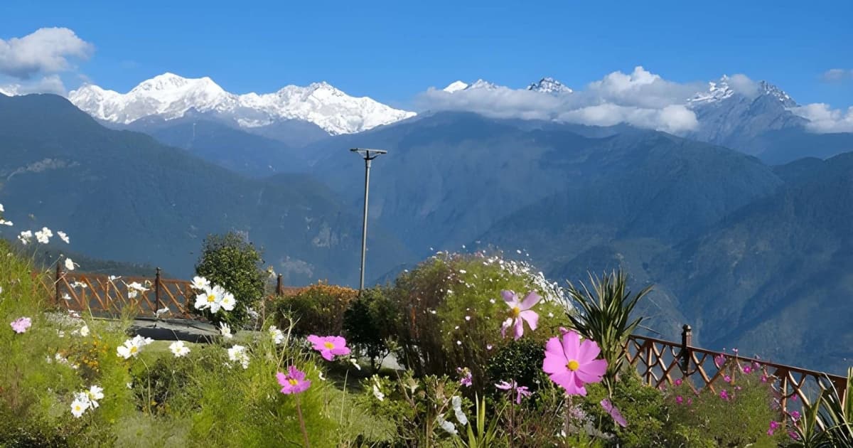 Bright pink and white cosmos flowers blooming behind a wooden fence in the foreground, with the majestic, snow-capped mountain peaks of the Kanchenjunga range rising in the distance.