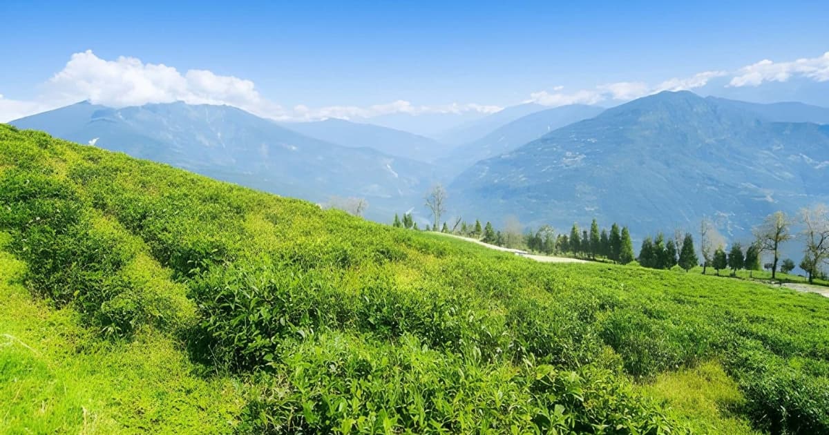 A bright, sloping hillside completely covered in densely packed, vibrant green tea bushes, looking out over a deep valley and layers of distant, hazy blue mountains under a sunny sky.